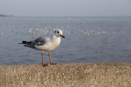 Seagull resting at Bang Pu beach, Thailand