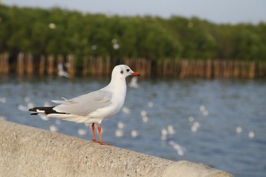 Seagull resting at Bang Pu beach, Thailand