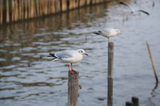 Seagull resting at Bang Pu beach, Thailand