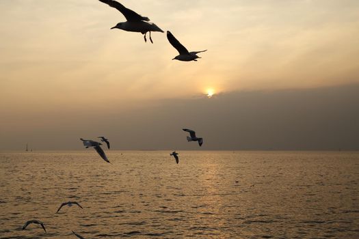 Seagull with sunset at Bang Pu beach, Thailand