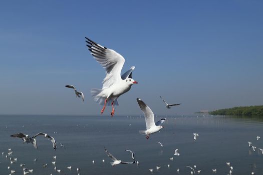 Seagull flying under the sky at Bang Pu beach, Thailand