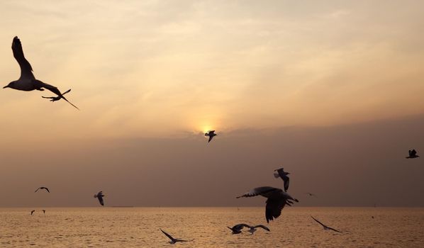 Seagull with sunset at Bang Pu beach, Thailand