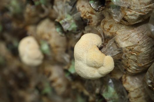 Monkey head mushroom (Yamabushitake mushroom) on spawn bags growing in a farm