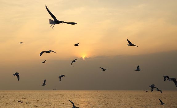 Seagull with sunset at Bang Pu beach, Thailand