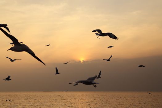 Seagull with sunset at Bang Pu beach, Thailand