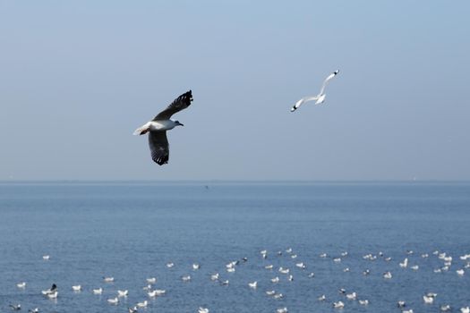 Seagull flying under the sky at Bang Pu beach, Thailand