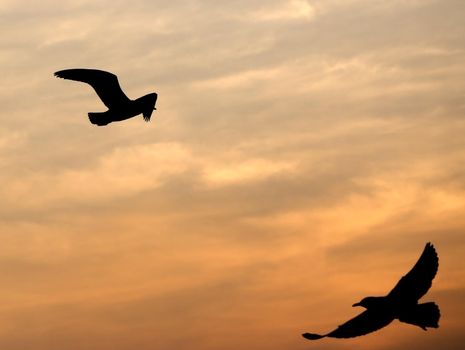 Seagull with sunset at Bang Pu beach, Thailand