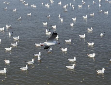 Seagull flying at Bang Pu beach, Thailand
