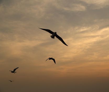 Seagull with sunset at Bang Pu beach, Thailand