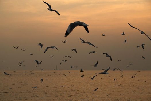 Seagull with sunset at Bang Pu beach, Thailand