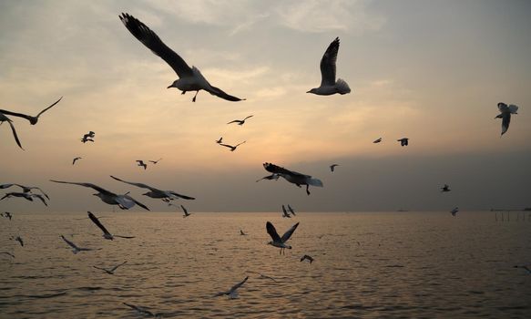 Seagull with sunset at Bang Pu beach, Thailand