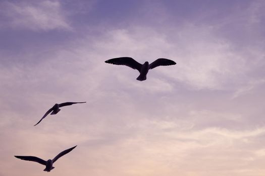 Seagull with sunset at Bang Pu beach, Thailand