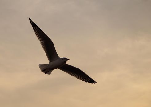 Seagull with sunset at Bang Pu beach, Thailand