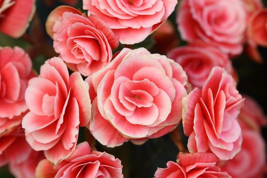 pink begonia flower blooming in the garden