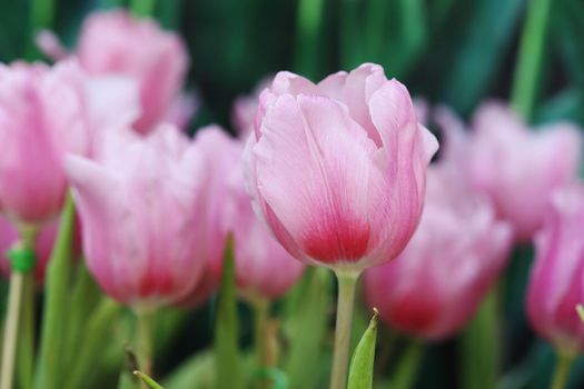 beautiful pink tulip blooming in the garden