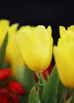 beautiful yellow tulip in the garden