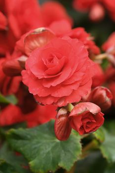 red begonia flower blooming in the garden