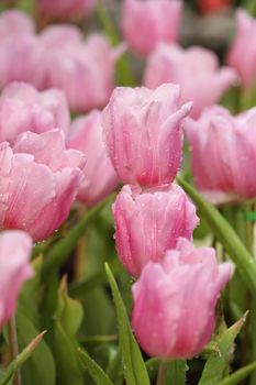 beautiful pink tulip blooming in the garden