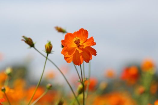 beautiful orange cosmos flower in the garden