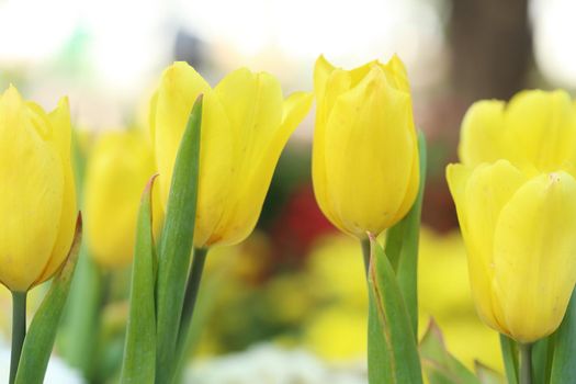 Beautiful yellow tulip (flower plant)