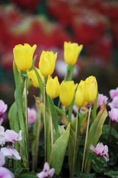 beautiful yellow tulip in the garden