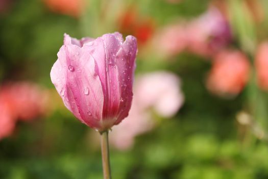 beautiful pink tulip blooming in the garden