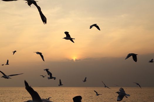 Seagull with sunset at Bang Pu beach, Thailand