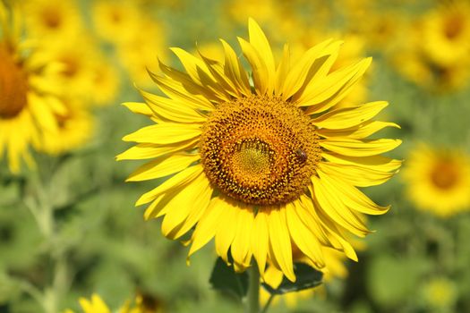 beautiful sunflower plant in the field, Thailand