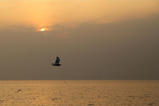 Seagull with sunset at Bang Pu beach, Thailand
