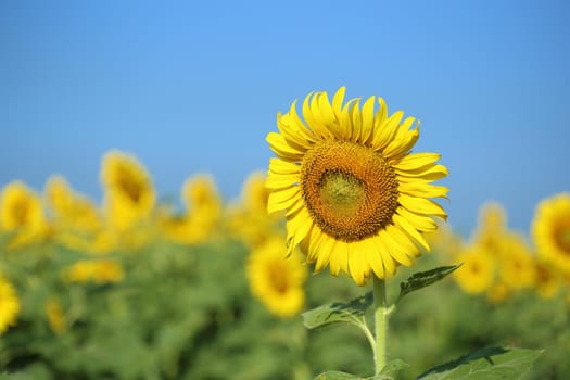 sunflower in field with the blue sky