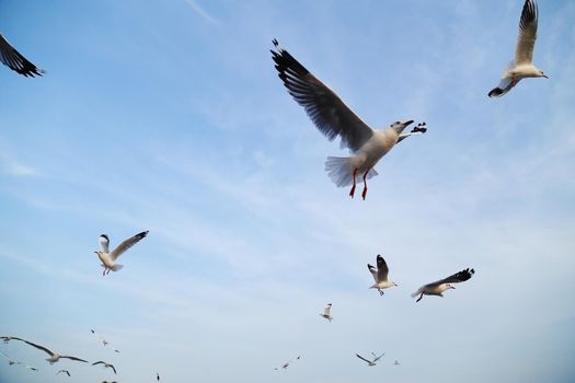 Seagull flying under the sky at Bang Pu beach, Thailand