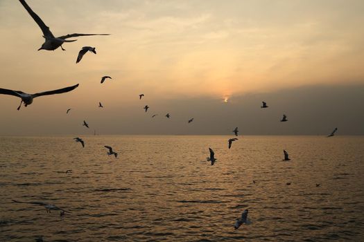 Seagull with sunset at Bang Pu beach, Thailand