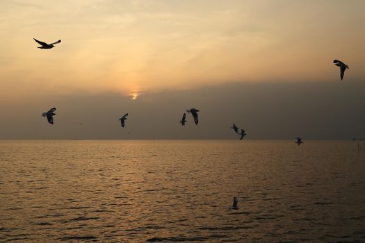 Seagull with sunset at Bang Pu beach, Thailand