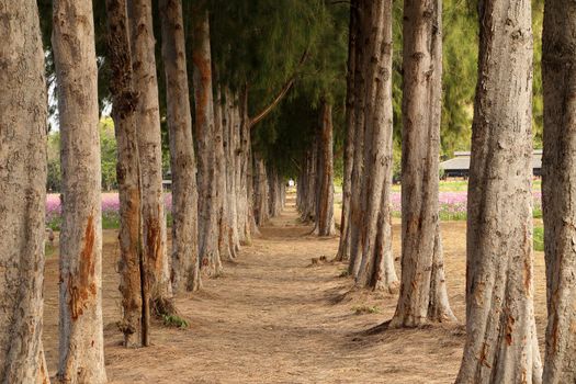 gravel path between pine trees in Thailand