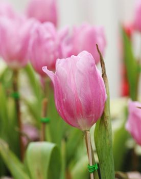 beautiful pink tulip blooming in the garden