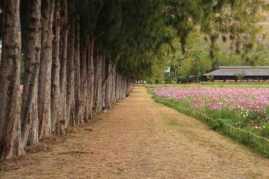 gravel path between pine trees and cosmos flower field