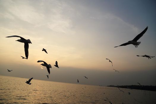 Seagull with sunset at Bang Pu beach, Thailand