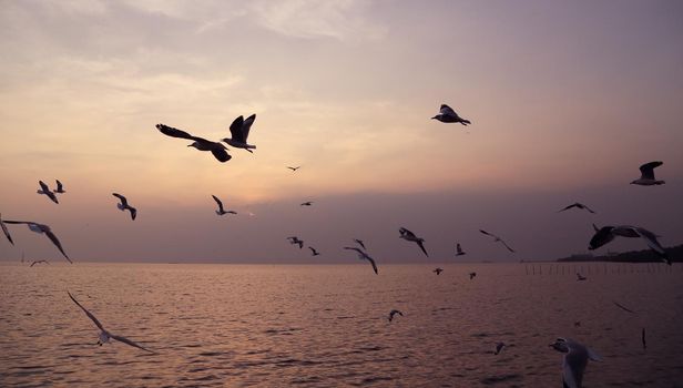 Seagull with sunset at Bang Pu beach, Thailand