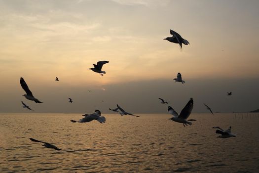 Seagull with sunset at Bang Pu beach, Thailand