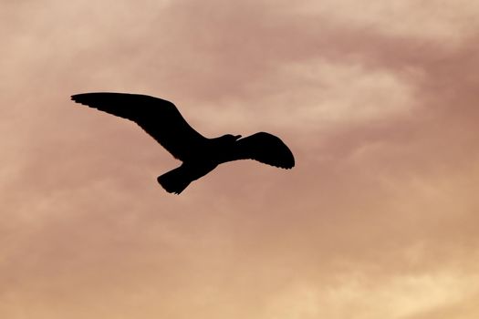 Seagull with sunset at Bang Pu beach, Thailand