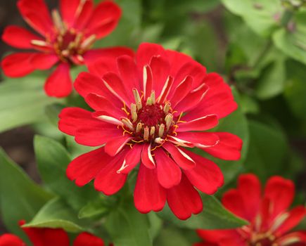 red zinnia flower in the gardein