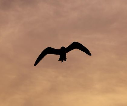 Seagull with sunset at Bang Pu beach, Thailand