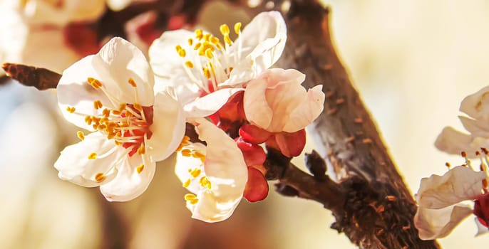 Blooming tree in spring. Fresh pink flowers on branch of fruit tree. Selective focus.nature