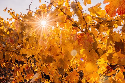 Beautiful clusters of ripening grapes in the sun. Grape plantation in the sunset light. Beautiful vine with grapes. Wine Making concept. Grape business.