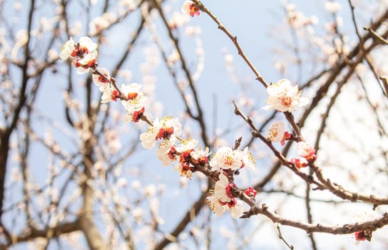 Blooming tree in spring. Fresh pink flowers on branch of fruit tree. Selective focus.nature