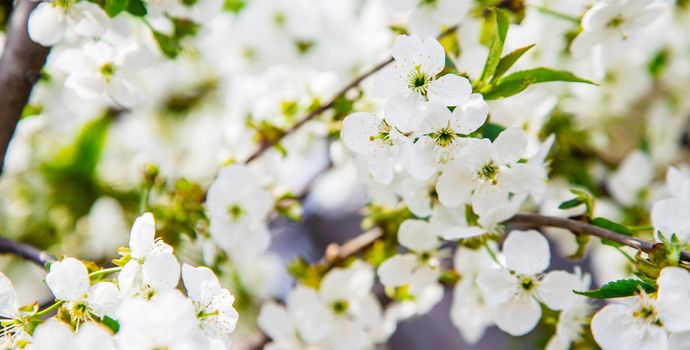 Blooming tree in the garden. Selective focus nature.