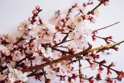 Branch with flowers on white background. Selective focus.nature