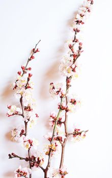 Branch with flowers on white background. Selective focus.nature