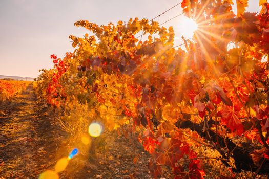 Beautiful clusters of ripening grapes in the sun. Grape plantation in the sunset light. Beautiful vine with grapes. Wine Making concept. Grape business.