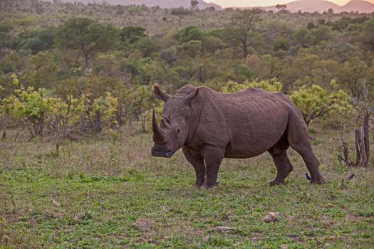 A large White Rhino bull (Ceratotherium simum) in Kruger National Park. South Africa